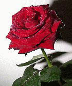 rose4