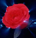 rose10